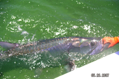 tarpon